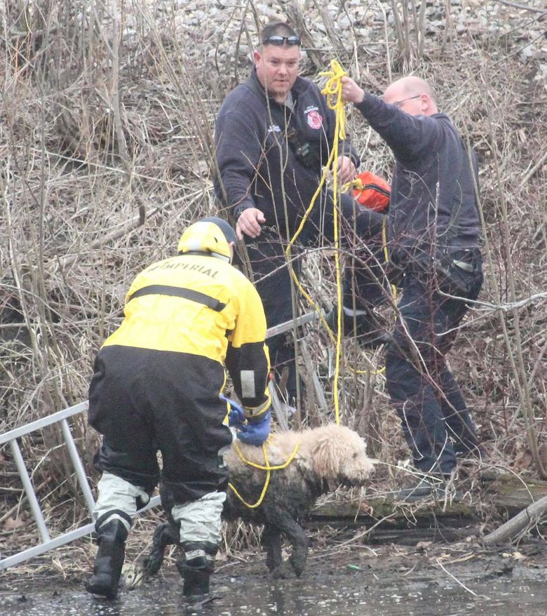 Illustration de l'article : Un chien effrayé par un train, saute dans un lac et se retrouve coincé dans un mètre de boue